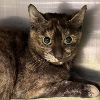 Gidget -  Domestic Short Hair Cat for Adoption in Kennebunk, Maine - Gidget | PetCurious