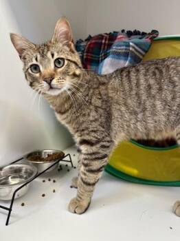 Domestic Short Hair Cats Available for Adoption in Manassas, Virginia - Sonic (ID 51447) | PetCurious