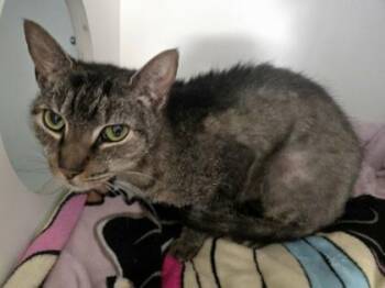 Artemis (Bonded w/ Luna) -  Domestic Short Hair Cat for Adoption in Savannah, Georgia - Artemis (Bonded W/ Luna) | PetCurious