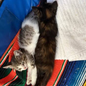 Charlotte - Chino Hills location -  Domestic Short Hair Cat for Adoption in Chino Hills, California - Charlotte - Chino Hills Location | PetCurious