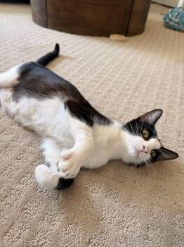 Dolly -  Domestic Short Hair Cat for Adoption in Park Row, Texas - Dolly | PetCurious