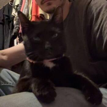 Molly C11207 -  Domestic Short Hair Cat for Adoption - Molly C11207 | PetCurious