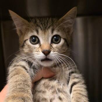 Eleanor -  Domestic Short Hair Cat for Adoption in Council Bluffs, Iowa - Eleanor | PetCurious