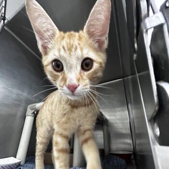 Cheddar -  Domestic Short Hair Cat for Adoption in Newark, New Jersey - Cheddar | PetCurious
