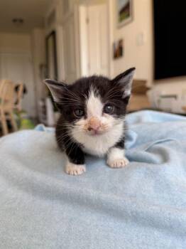 Slinky -  Domestic Short Hair Cat for Adoption in Alexandria, Virginia - Slinky | PetCurious