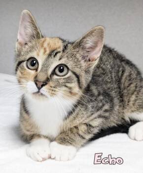 Echo -  Domestic Short Hair Cat for Adoption in Mason, Michigan - Echo | PetCurious