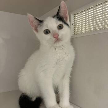 Kai -  Domestic Short Hair Cat for Adoption in Redwood City, California - Kai | PetCurious