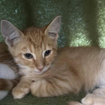 Hunter -  Domestic Short Hair Cat for Adoption in Bedford, New Hampshire - Hunter | PetCurious