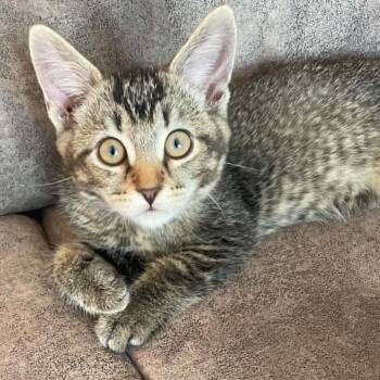MacKenzie - A Playful Little Gentleman -  Tabby Cat for Adoption in Hamilton, Ontario - MacKenzie - A Playful Little Gentleman | PetCurious