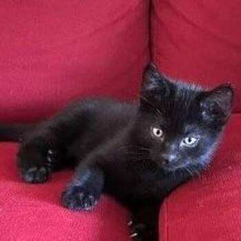 BLT -  Domestic Medium Hair Cat for Adoption in Fairway, Kansas - BLT | PetCurious