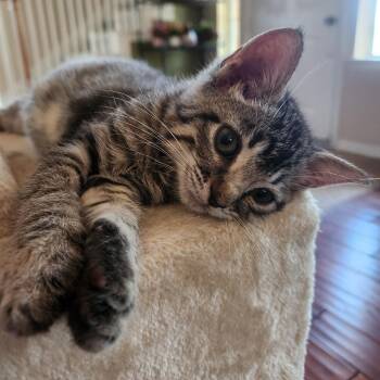 Rescue American Shorthair Cats for Adoption in Allen, Texas - Wambini | PetCurious