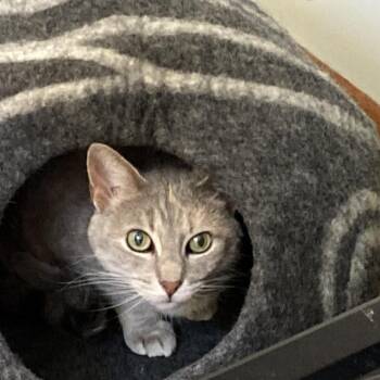 Zuna 22511 -  Domestic Short Hair Cat for Adoption in Minneapolis, Minnesota - Zuna 22511 | PetCurious