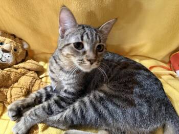 Raspberry -  Domestic Short Hair and Tabby Cat for Adoption in Phoenix, Arizona - Raspberry | PetCurious