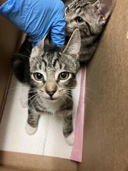 Domestic Short Hair Cats Available for Adoption in Long Beach, California - FINCH | PetCurious