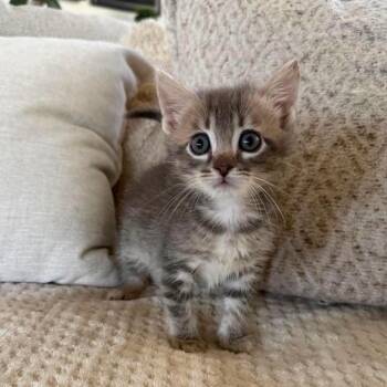 Joey -  Domestic Short Hair Cat for Adoption in Lutz, Florida - Joey | PetCurious
