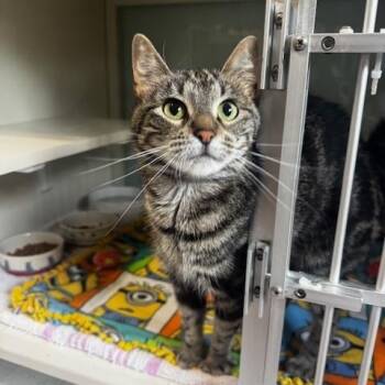 Lucy Lou -  Domestic Short Hair Cat for Adoption in Hutchinson, Minnesota - Lucy Lou | PetCurious