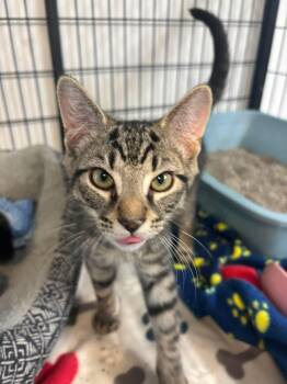 Rowan -  Domestic Short Hair Cat for Adoption in Lock Haven, Pennsylvania - Rowan | PetCurious