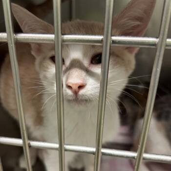 A478984 -  Domestic Short Hair Cat for Adoption in Oklahoma City, Oklahoma - A478984 | PetCurious