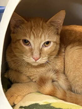 Rescue Domestic Short Hair Cats for Adoption in Seal Beach, California - Kitten Frankie | PetCurious