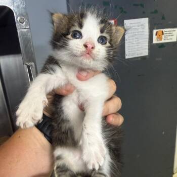 Kitten 1_2_3 -  Domestic Long Hair Cat for Adoption in Lake Jackson, Texas - Kitten 1_2_3 | PetCurious