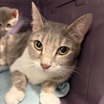 Domestic Short Hair Cats Available for Adoption in Marshall, Virginia - Misty | PetCurious