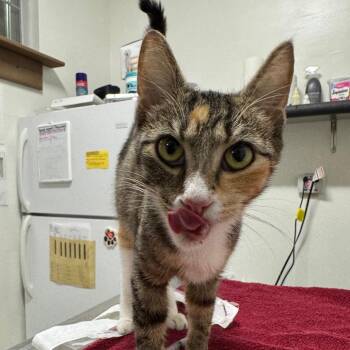 Madame Marie Purrie -  Domestic Short Hair Cat for Adoption in York, Pennsylvania - Madame Marie Purrie | PetCurious