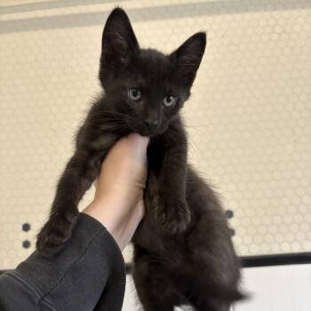 Arrietty -  Domestic Short Hair Cat for Adoption in Wichita, Kansas - Arrietty | PetCurious