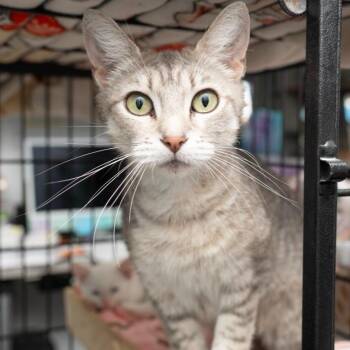 Fantine -  Extra Toes Cat Hemingway Polydactyl Cat for Adoption in Los Angeles, California - Fantine | PetCurious