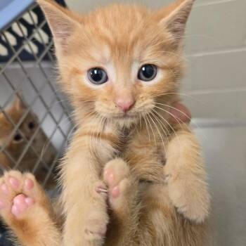 Jervis -  Domestic Short Hair Cat for Adoption in Bristol, Indiana - Jervis | PetCurious