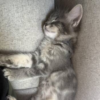 Maxwell -  Domestic Medium Hair Cat for Adoption in Gardnerville, Nevada - Maxwell | PetCurious