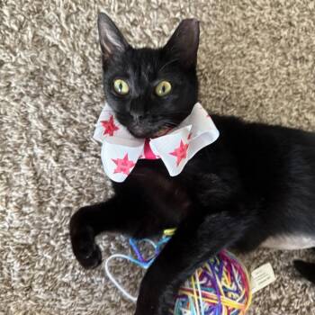 Sabrina -  Domestic Short Hair Cat for Adoption in Santa Fe, Texas - Sabrina | PetCurious