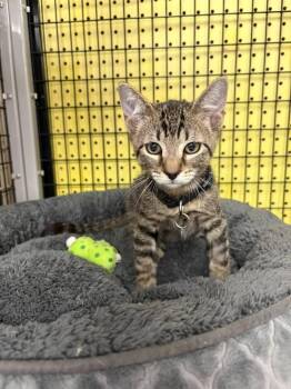 Paco -  Domestic Short Hair Cat for Adoption in St. Cloud, Florida - Paco | PetCurious