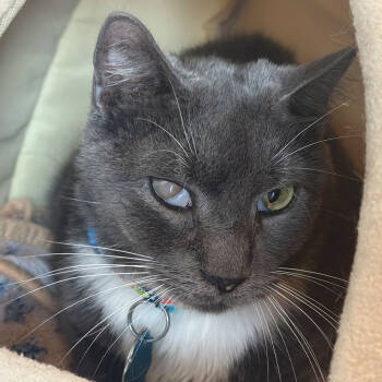 Rescue Domestic Short Hair Cats for Adoption in Port Washington, New York - Fulton | PetCurious