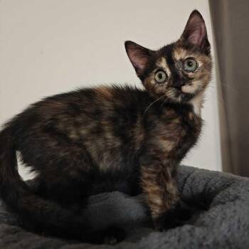 Tortellini -  Domestic Short Hair Cat for Adoption in Valdosta, Georgia - Tortellini | PetCurious