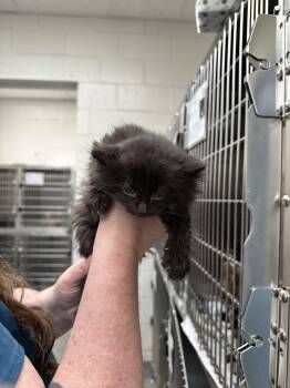 Kayce -  Domestic Long Hair Cat for Adoption in Absecon, New Jersey - Kayce | PetCurious