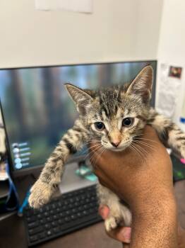 Rescue Domestic Short Hair Cats for Adoption in Little Elm, Texas - Jupiter | PetCurious