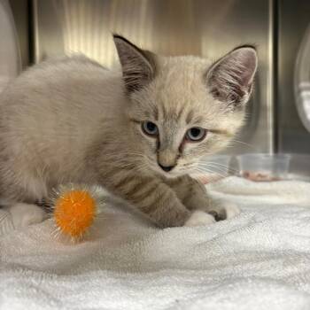 Orion -  Domestic Short Hair Cat for Adoption in Milton, Florida - Orion | PetCurious