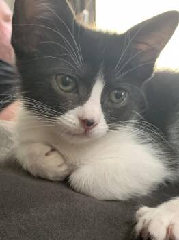 JEWEL -  Domestic Short Hair Cat for Adoption in Broomfield, Colorado - JEWEL | PetCurious