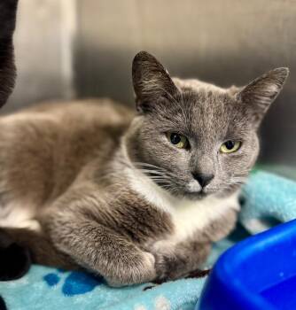 Domestic Short Hair Cats Available for Adoption - Gigi | PetCurious