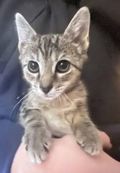 Bubba -  Domestic Short Hair Cat for Adoption in Oviedo, Florida - Bubba | PetCurious