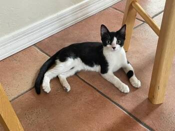 Ariel 2 -  Domestic Short Hair Cat for Adoption in Tucson, Arizona - Ariel 2 | PetCurious