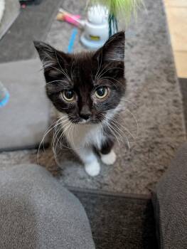 Reya -  Domestic Medium Hair Cat for Adoption in Westfield, Wisconsin - Reya | PetCurious