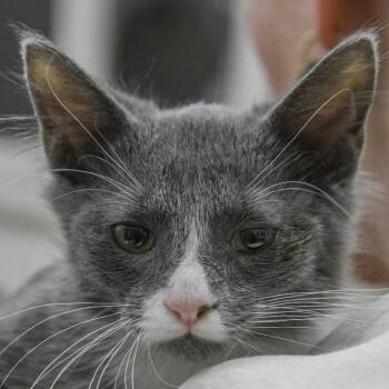 Howard -  Domestic Short Hair Cat for Adoption in Redwood City, California - Howard | PetCurious