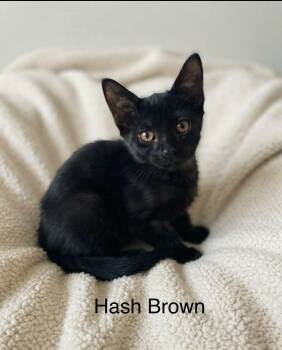 HashBrown -  Bombay Cat for Adoption in Wyandotte, Michigan - HashBrown | PetCurious