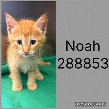 NOAH -  Domestic Short Hair Cat for Adoption in Macon, Georgia - NOAH | PetCurious