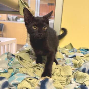 Liberty -  Domestic Short Hair Cat for Adoption - Liberty | PetCurious