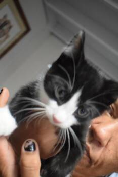 Little Man (Oreo DS K1) -  Domestic Short Hair Cat for Adoption in Pahrump, Nevada - Little Man (Oreo DS K1) | PetCurious