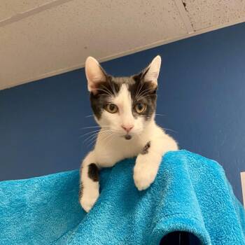 Enoki -  Domestic Short Hair Cat for Adoption in Tempe, Arizona - Enoki | PetCurious