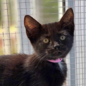 Rescue Domestic Medium Hair Cats for Adoption in Lexington, South Carolina - Ravioli | PetCurious