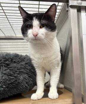 Rescue Domestic Short Hair Cats for Adoption in West Chester, Pennsylvania - George | PetCurious